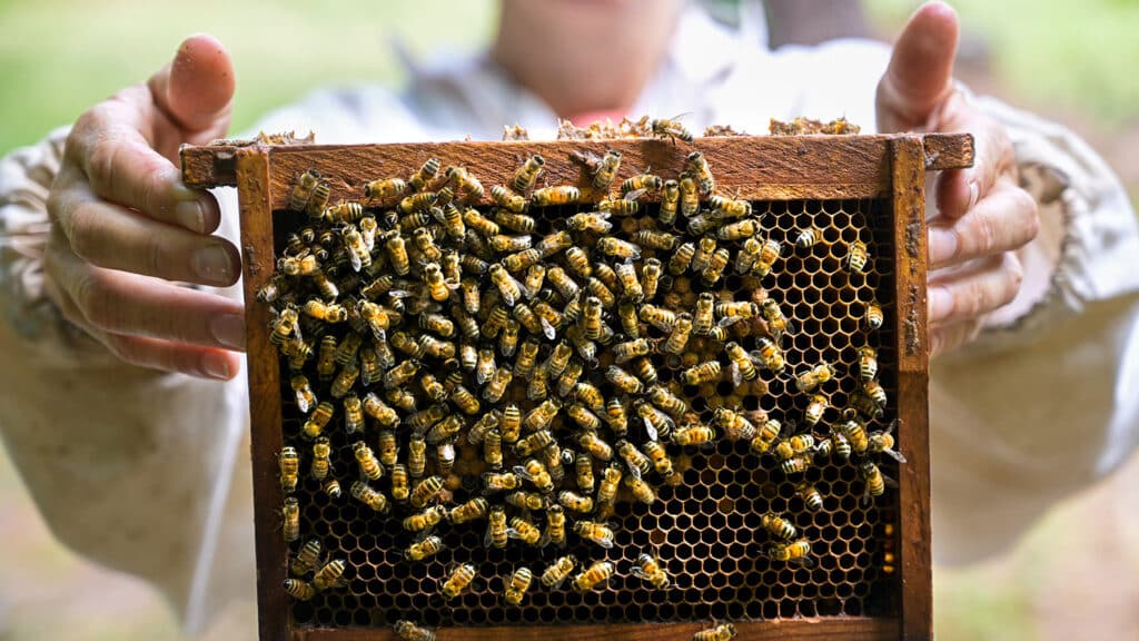 Beekeepers show off a bustling hive.