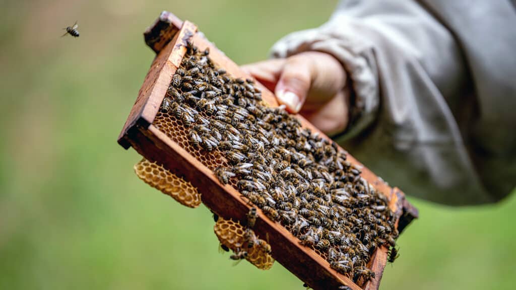 Beekeepers show off a bustling hive.