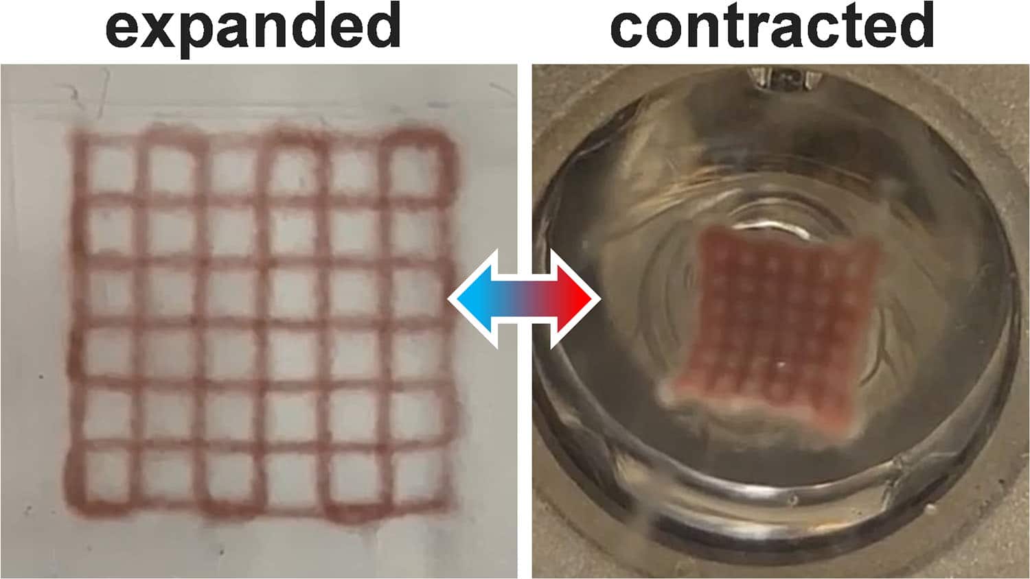 image on left is labeled 'expanded' and shows 3D grid of pink polymer; image on left is labeled 'contracted' and shows a much smaller grid of the pink polymer, with much smaller gaps between the polymer strands