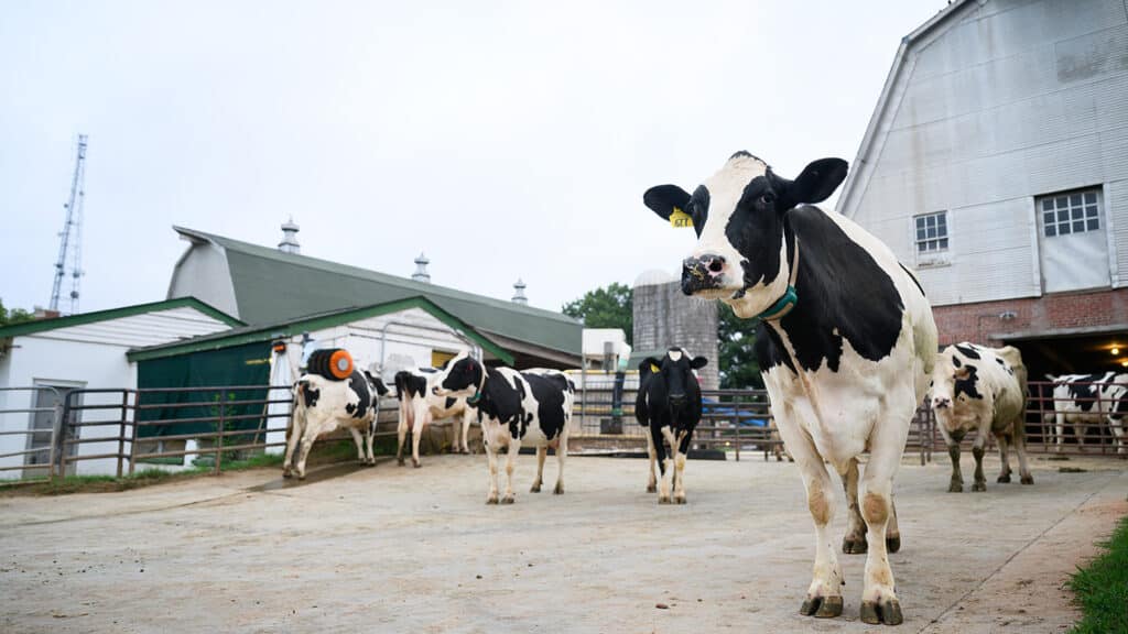 A black and white cow stands in the foreground at the dairy barn. Half a dozen other cows stand in the background.