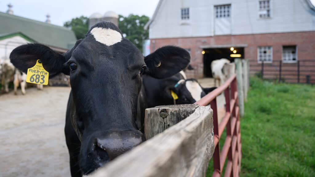 A black cow looks over a fence at a dairy barn.