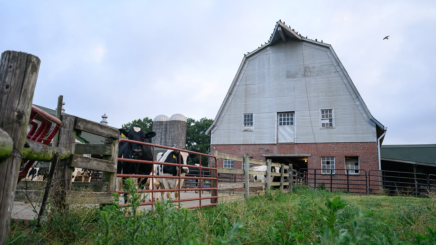 Cows outside of a barn.