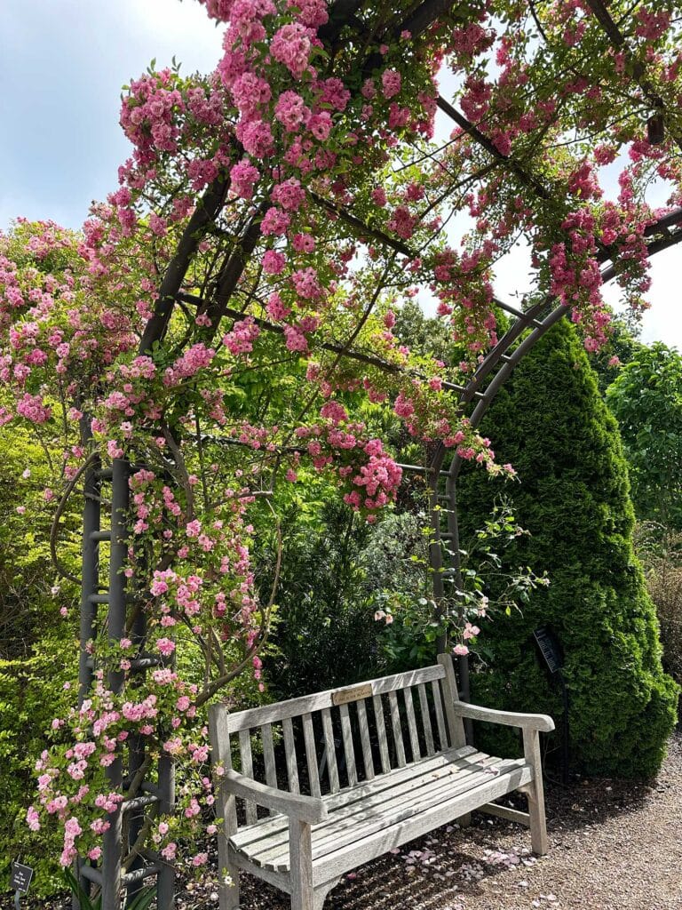 An arbor covered with pink flowers stretches above a bench, with trees and bushes surrounding it.