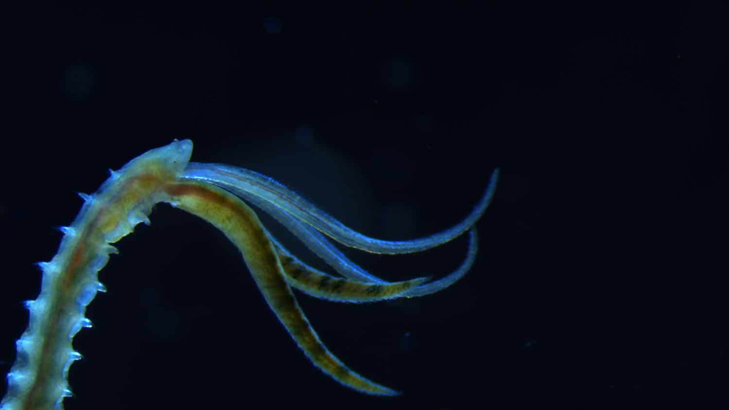 Several blue and yellow tentacles wave from a blue and yellow stem against a black backdrop