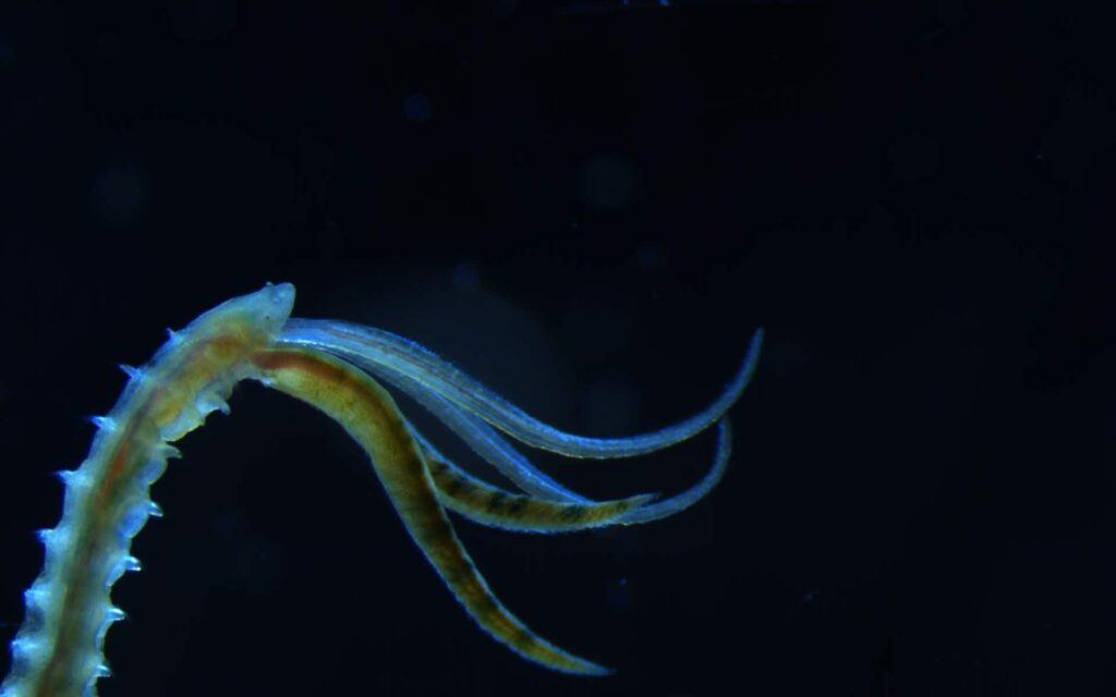 Against a black background, a microscopic image of a bright blue and green anterior portion of a mature Streblospio benedicti — a segmented worm that lives in marine ecosystems.