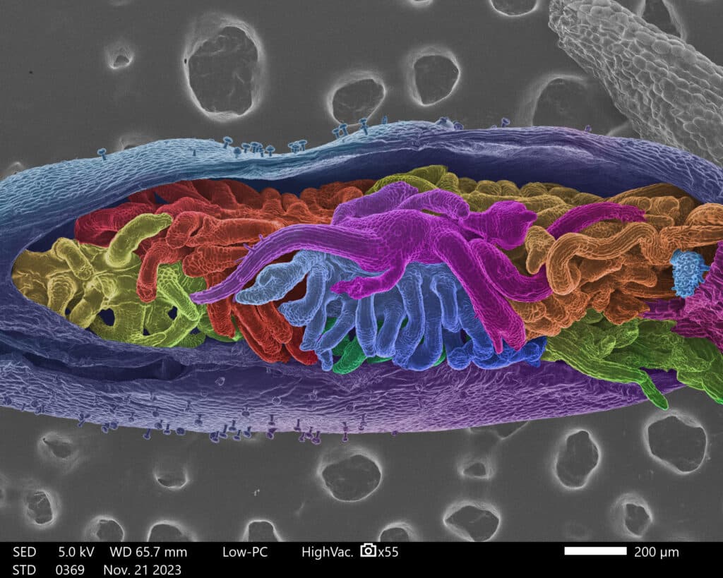 A microscopic image of a seed pod mutation with a twisting, snake-like pattern in bright colors.