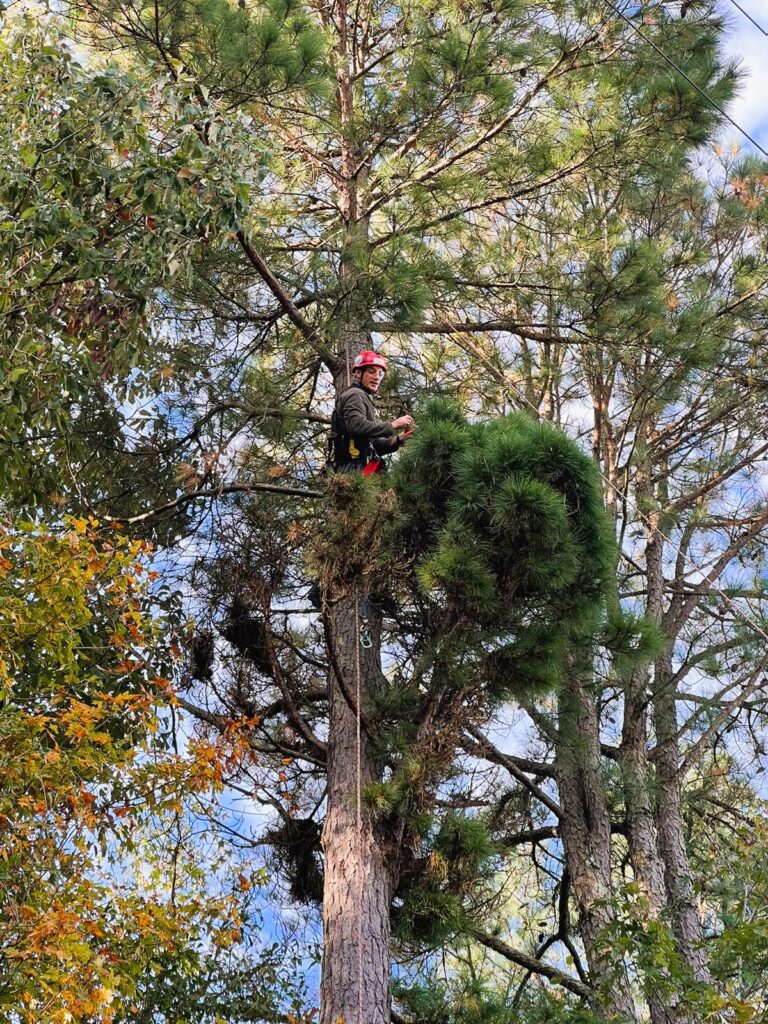 A seasoned tree climber with a harness and a red helmet scales a loblolly pine tree.