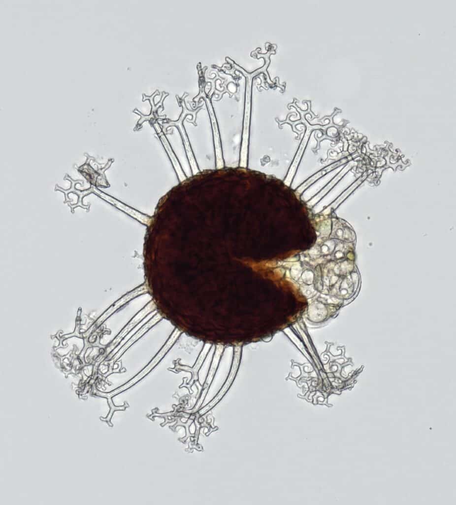 A microscopic image of powdery mildews with a brown center and transparent branches sprouting from it.