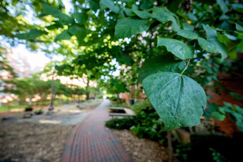 A close-up image of a green leaf, with a brick sidewalk in the background