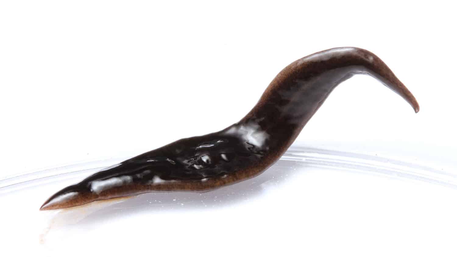 米国南東部で新種の捕食性扁形動物が発見される(New Predatory Flatworm Discovered in Southeastern United States)