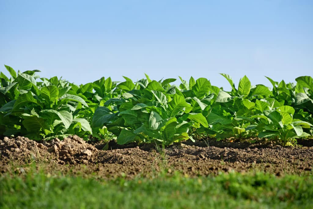 Tobacco growing in an Edgecombe County field between Leggett and Hobgood.