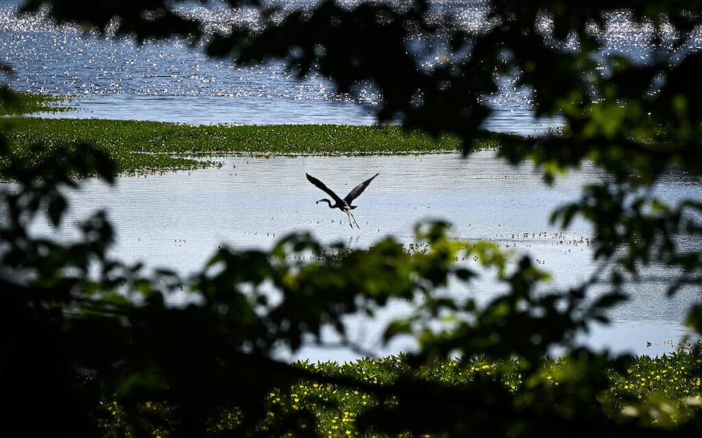 A heron takes flight over the water at Lake Raleigh