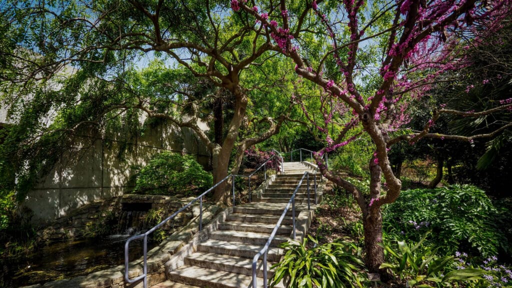 Colorful trees at the JC Raulston Arboretum frame a set of stairs. 