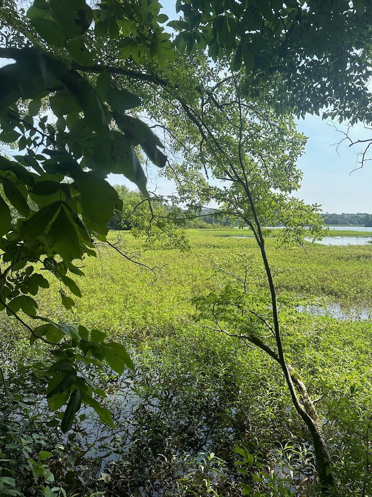 Trees surrounding Lake Raleigh.