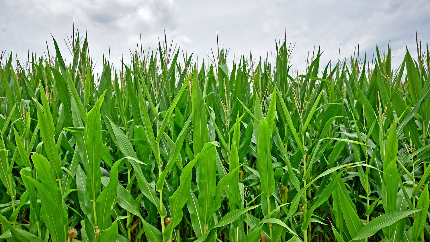 row after row of tall corn plants in a field