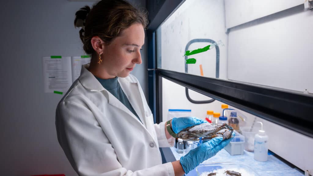 Research technician Barrett Rose holds a blue crab in a science lab.