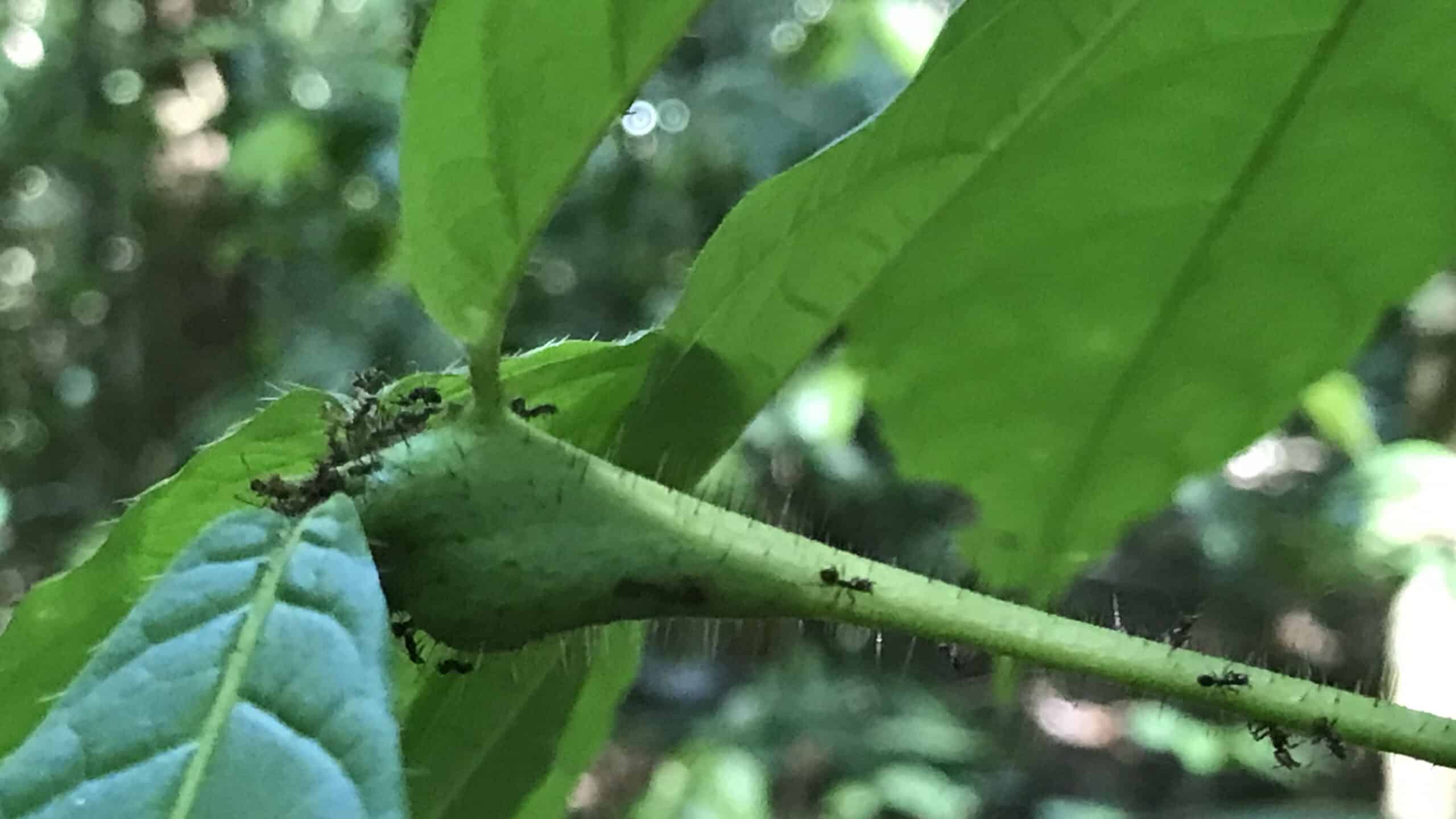 Ants on a plant in Peru.