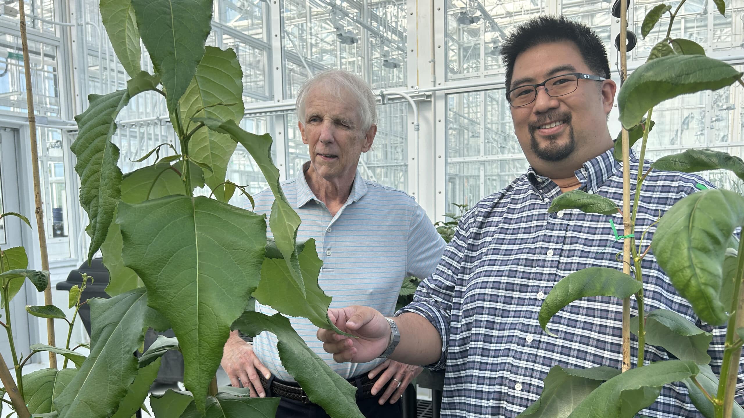 Researchers with poplar trees in a greenhouse.