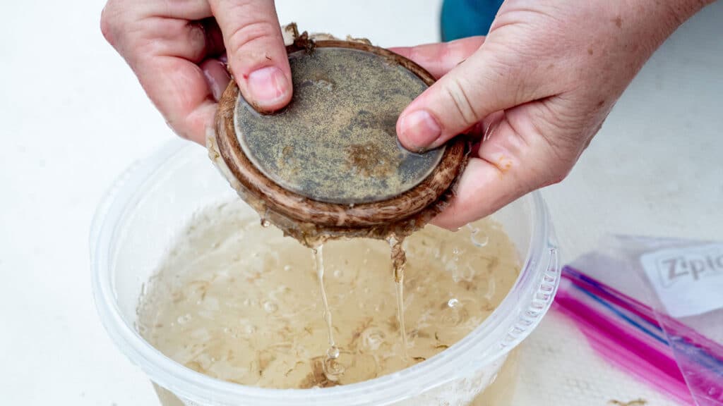 Faculty member Astrid Schnetzer washes off a resin disc that was pulled from the Pamlico Sound. The disc will later be tested for toxins.