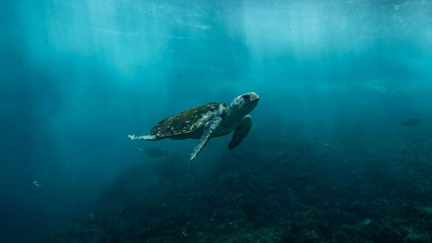 Cold water can shock sea turtles - here is what you can do to help.