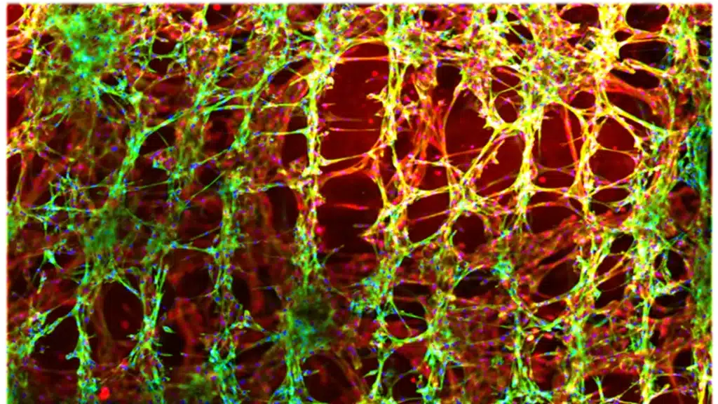 A microscopic photo of cells organized by ultrasound into a grid pattern.