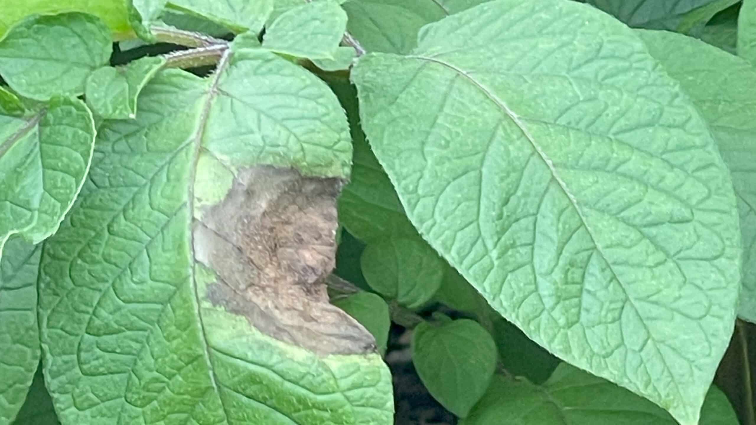 Potato leaf with late blight disease.