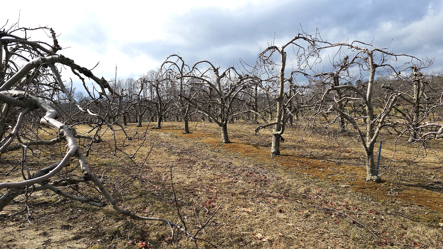 Leafless trees in a Western North Carolina apple orchard in the winter.