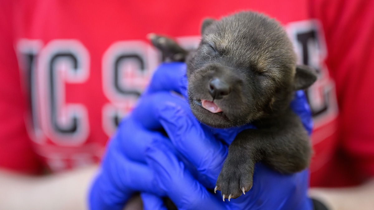 A red wolf pup in the hands of a student.