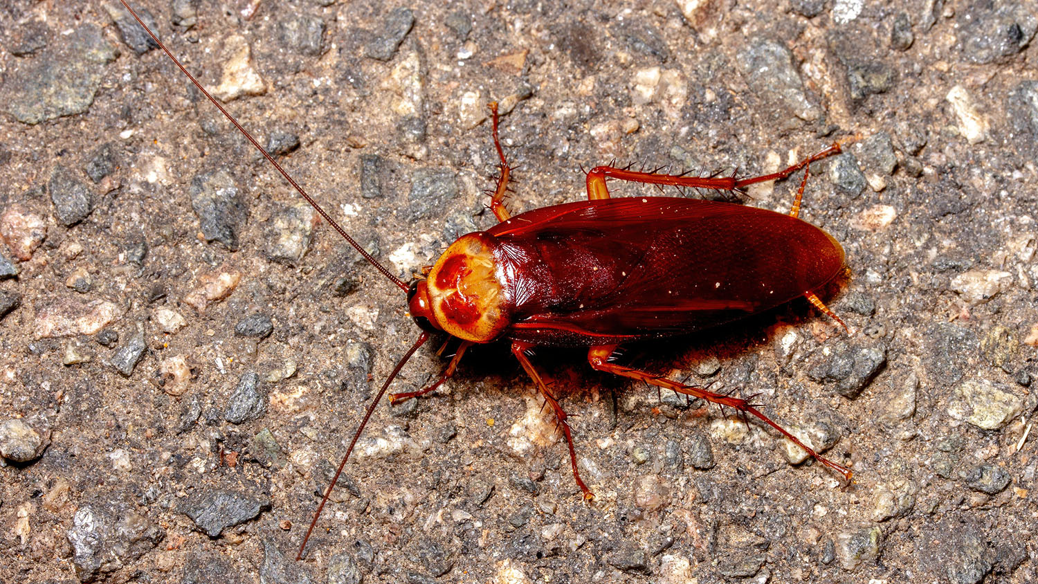 a brown cockroach crawls across a concrete surface