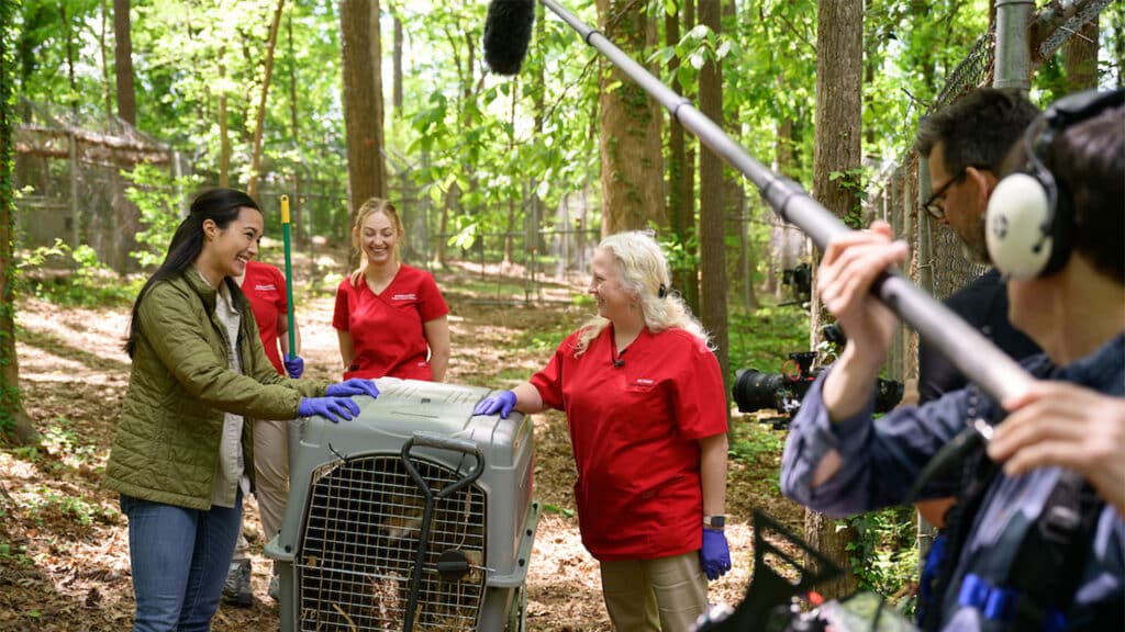 NBC’s Emilie Ikeda speaks with faculty and students as they introduce a new female wolf to the conservation program. 