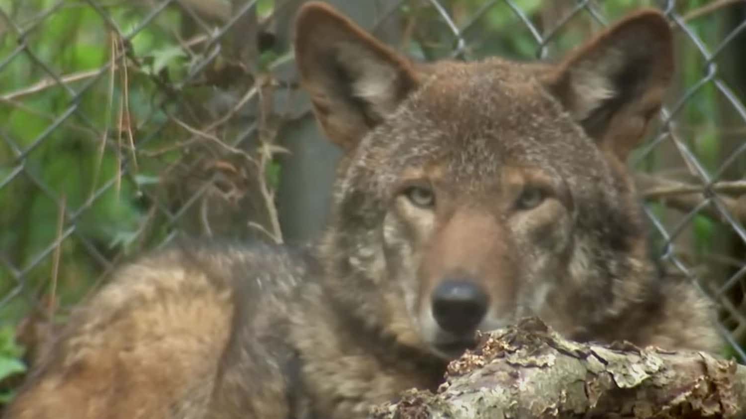 A red wolf in NC State's conservation program