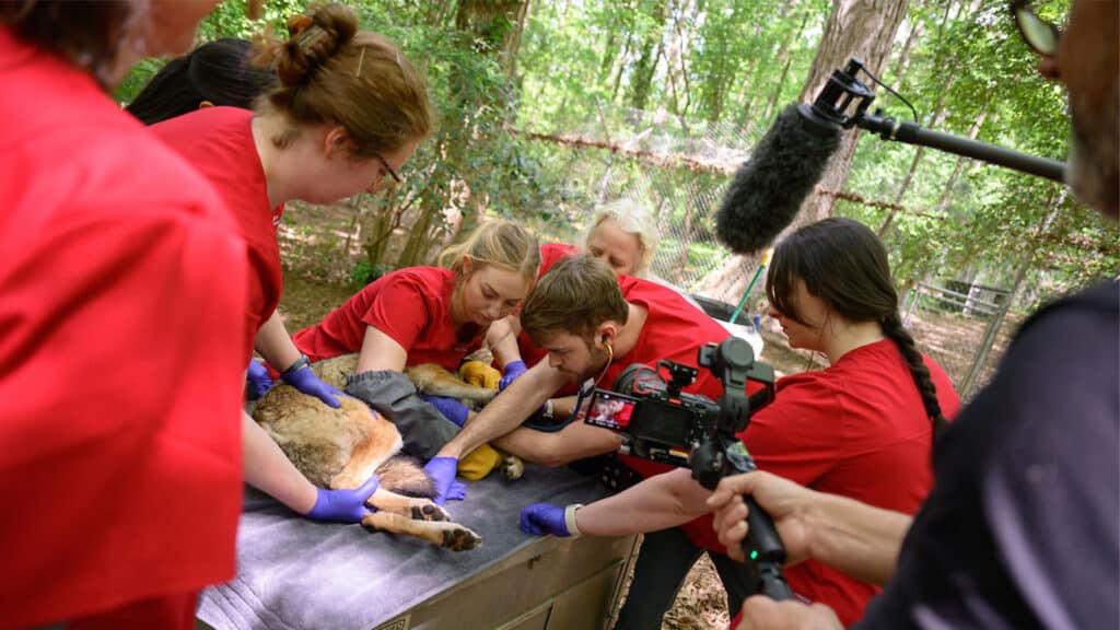 The camera crew films students as they examine a female red wolf.