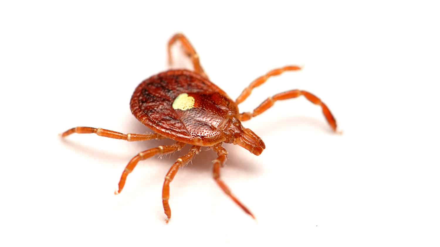 a lone star tick against a white backdrop
