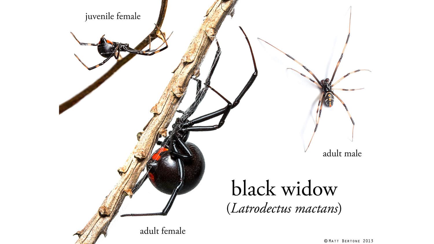female southern black widow spider with red hourglass marking