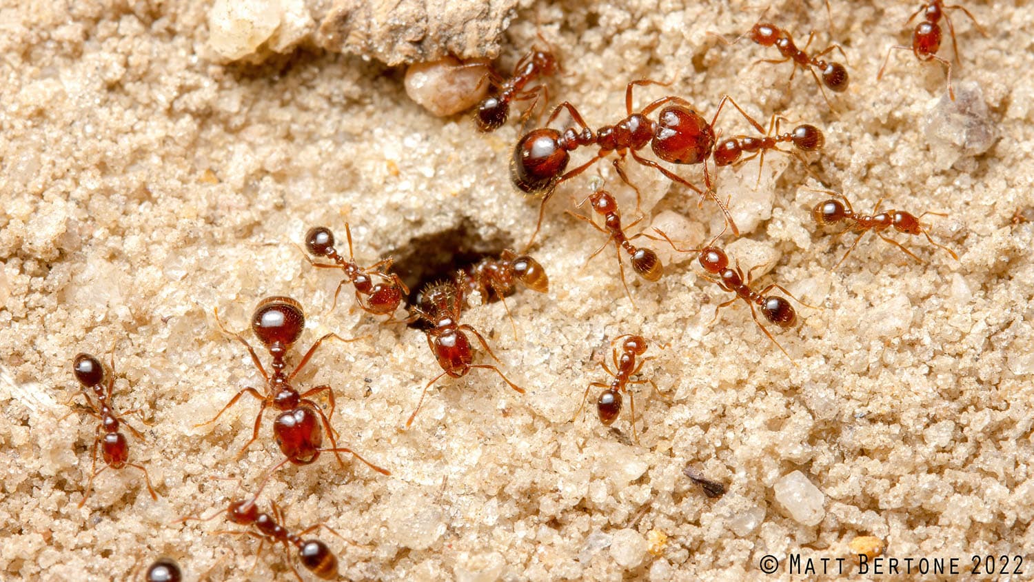 dozens of fire ants crawl around a sandy surface