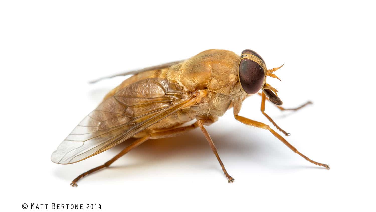 horse fly against a white background