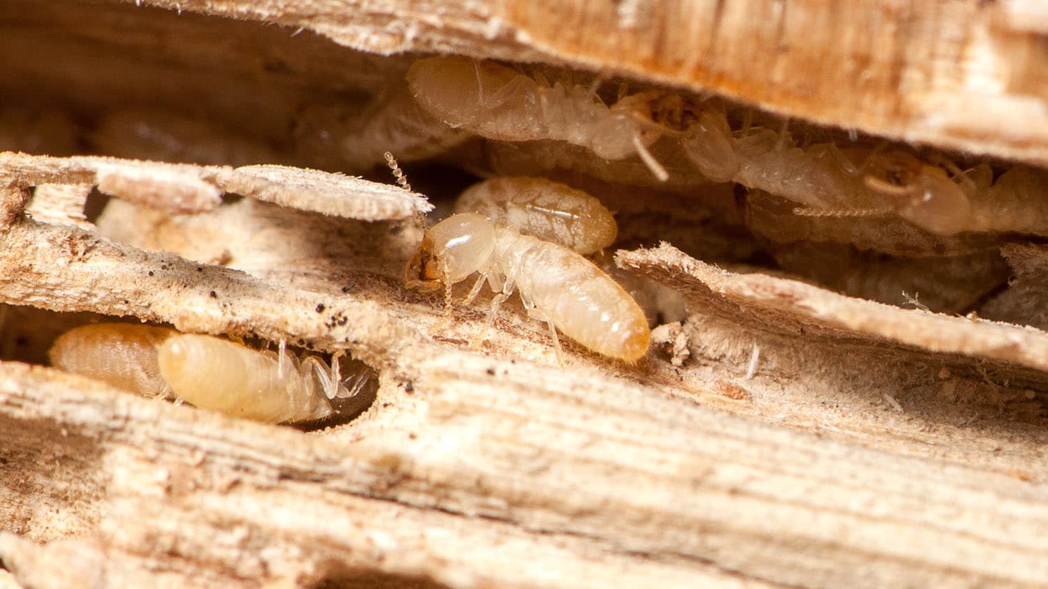 close-up view of several termites in tunnels they've carved into a piece of rotting wood