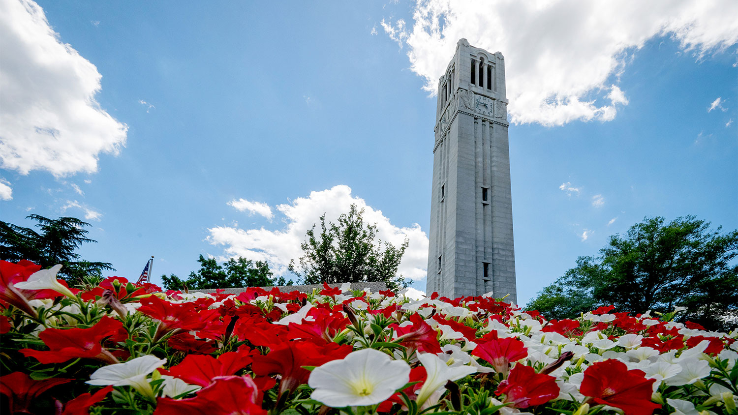 NC State's Belltower stands behind a garden of red and white flowers.