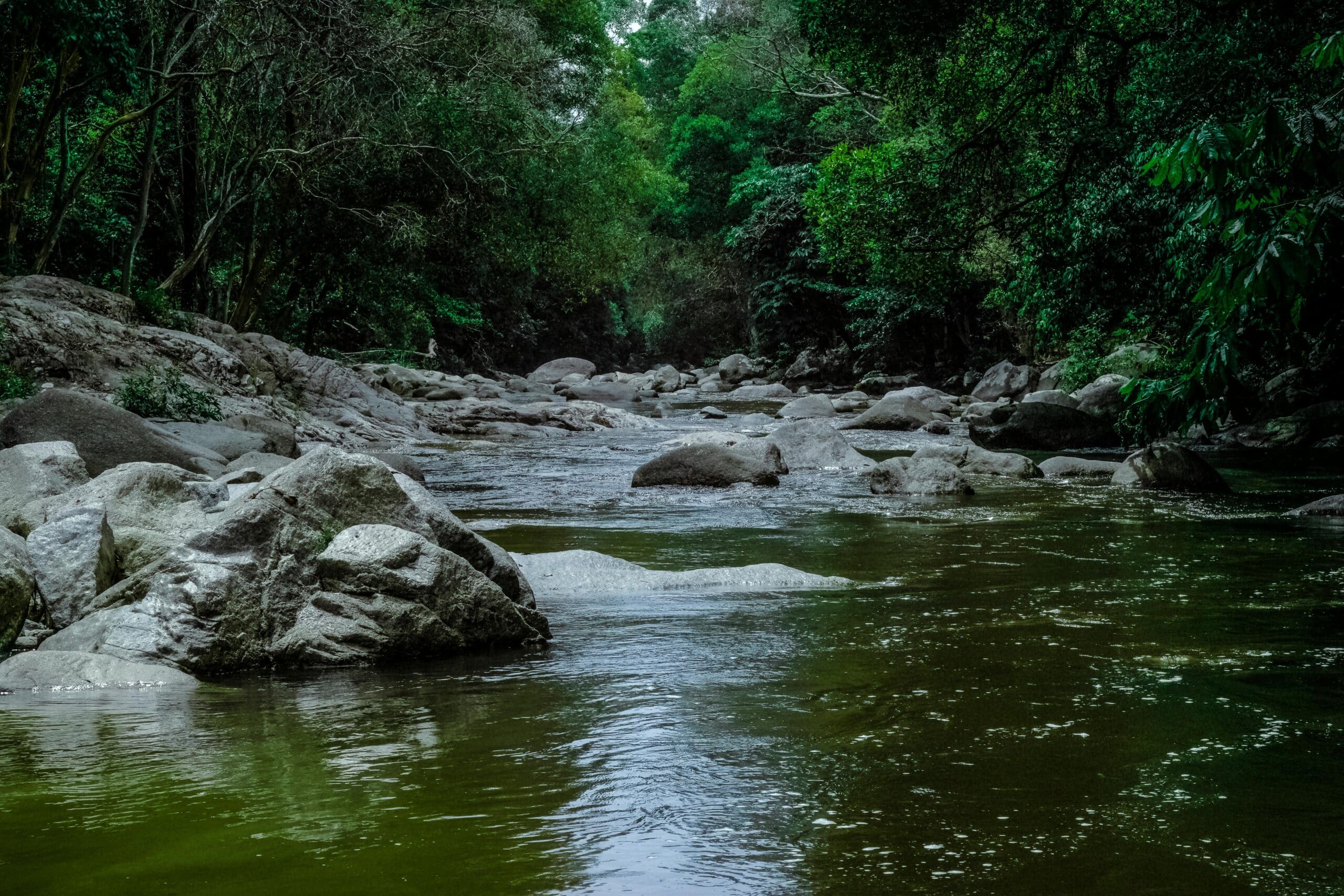 A photograph of a river running through a forest