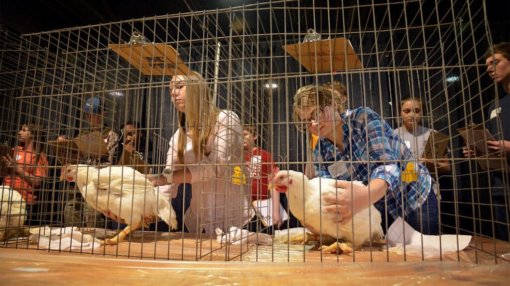 Students assessing two hens in cages.