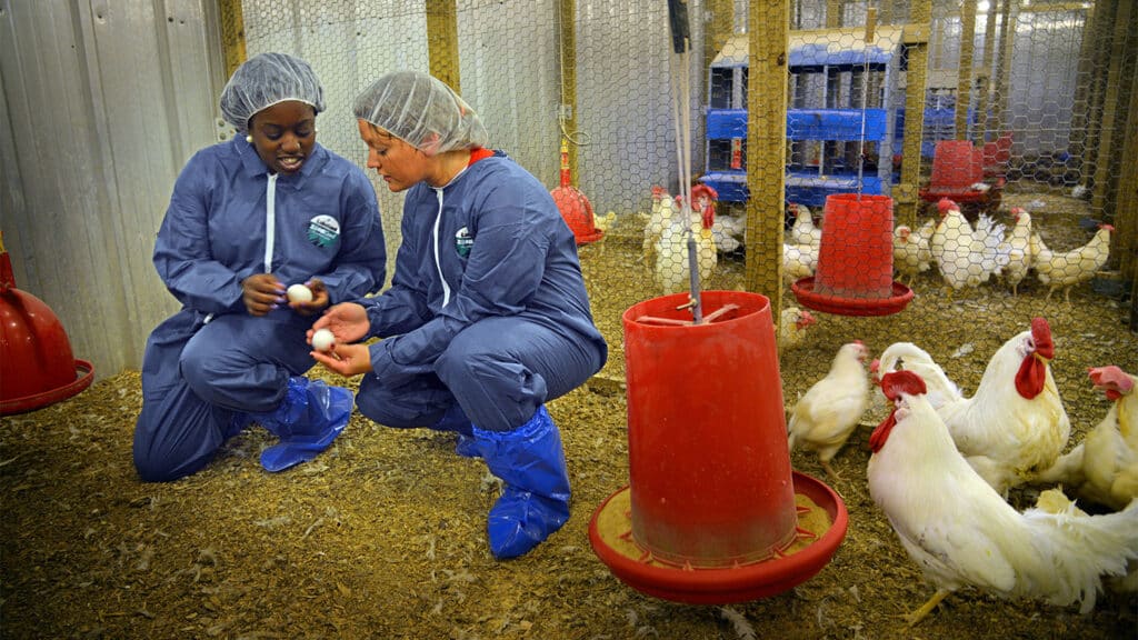 Two students in protective blue suits assess eggs as hens walk around freely.
