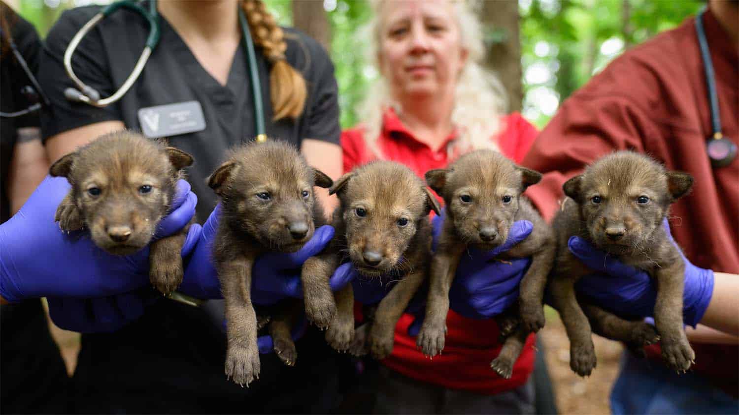 Students and faculty hold up five red wolf puppies