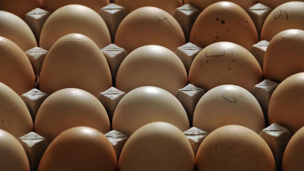 A photograph of two dozen brown eggs, a few marked with writing for research. 
