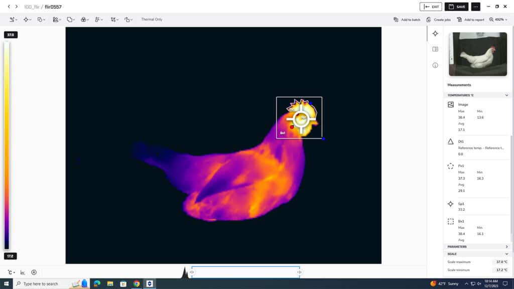 A screenshot of a thermal imaging program that is focusing on vascular changes in a hen. 