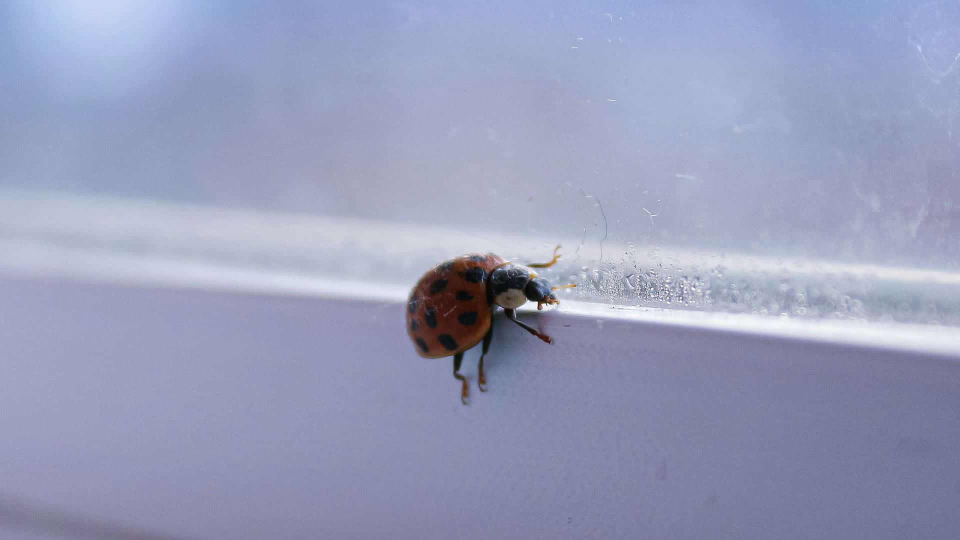 a ladybug crawls along a windowsill