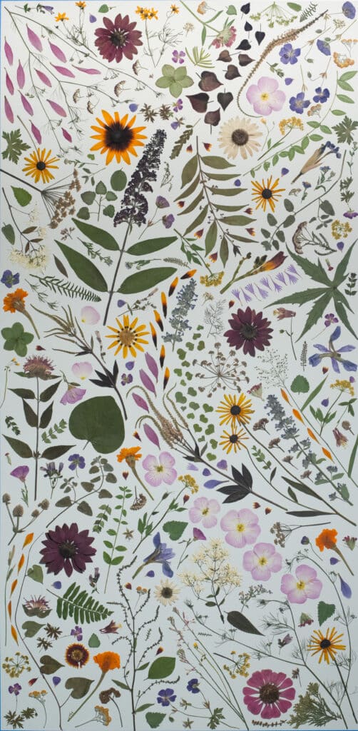 pressed flowers and leaves organized artfully against a background of white