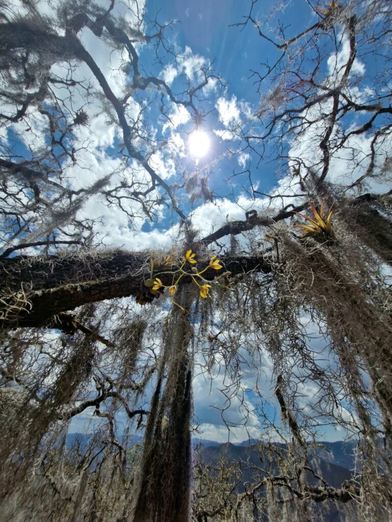 sunlight filters through the branches, and bromeliads and orchids