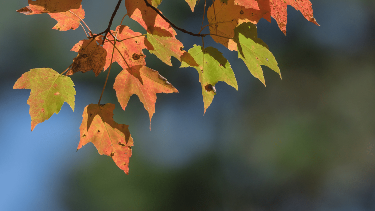 photo of multicolored autumn leaves on a maple tree
