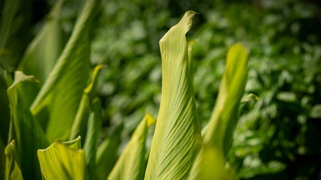 Tumeric growing at the farm.